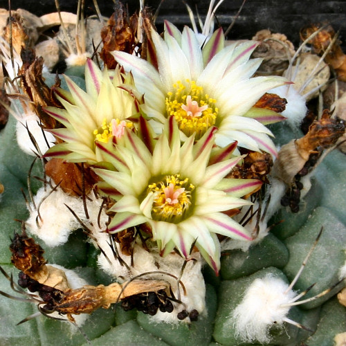10pcs Turbinicarpus swobodae Seeds Rare Cactus Plants
