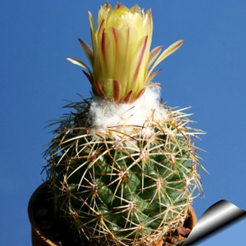 10pcs Coryphantha delaetiana Fresh Seeds Rare Cactus Plants