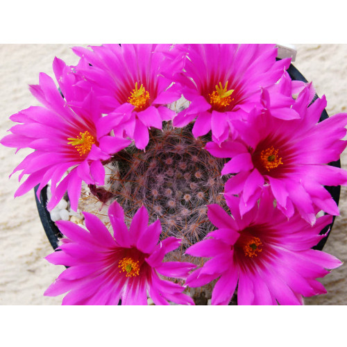 10pcs Mammillaria guelzowiana Seeds Rare Cactus Plants