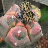 10pcs Astrophytum myriostigma kho-jo  reverse  fresh seeds