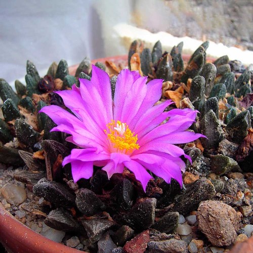 10pcs Ariocarpus scapharostrus Seeds Rare Cactus Plants