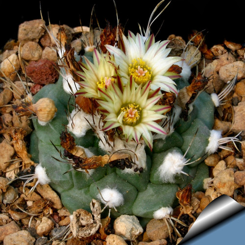 10pcs Turbinicarpus swobodae Seeds Rare Cactus Plants