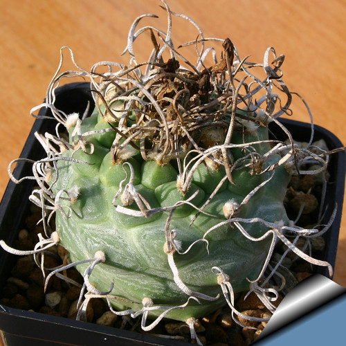 10pcs Turbinicarpus schwarzii Seeds Rare Cactus Plants