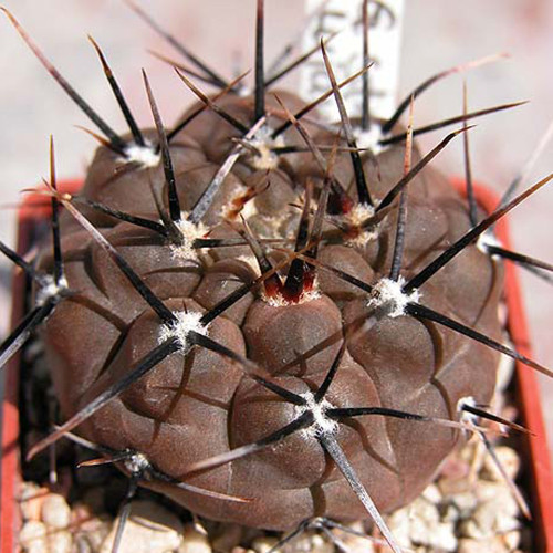 10pcs Gymnocalycium striglianum Seeds Rare Cactus Plants