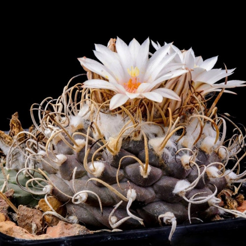 10pcs Turbinicarpus macrochele Seeds Rare Cactus Plants