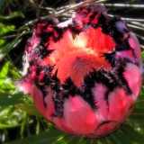 6pcs Protea Neriifolia * Oleanderleaf Protea * Amazing Flowering Plant *  Seeds