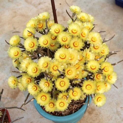 10pcs Astrophytum caput-medusae Seeds Rare Cactus Plants