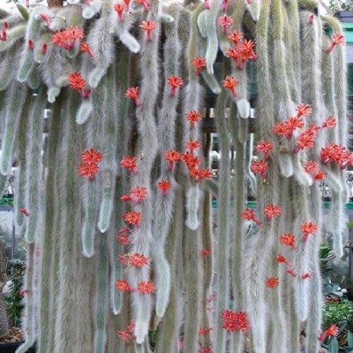 10pcs Hildewintera colademononis Seeds Rare Cactus Plants