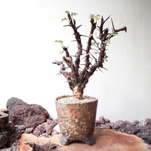 1pcs JATROPHA dichtar Seeds