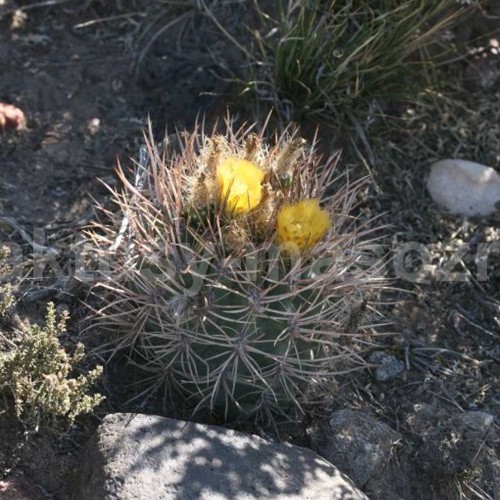 10pcs Pyrrhocactus multicolorispinus Seeds Rare Cactus Plants