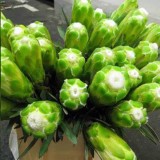 6pcs Protea Coronata White, seeds South Africa's national flower