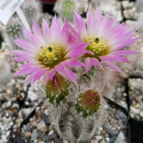 10pcs Echinocereus albispinus Seeds Rare Cactus Plants