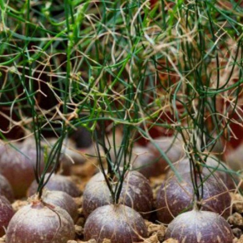 10pcs Schizobasis intricata Fresh seeds
