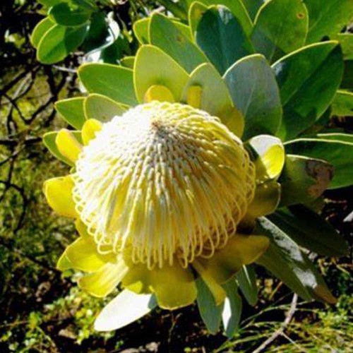 6pcs Protea Nitida (wagon tree) Flower Seeds