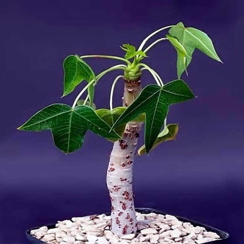 5pcs Jatropha Mahafalensis Fresh Seeds