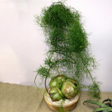 10pcs B0WIEA volubilis Fresh Seed