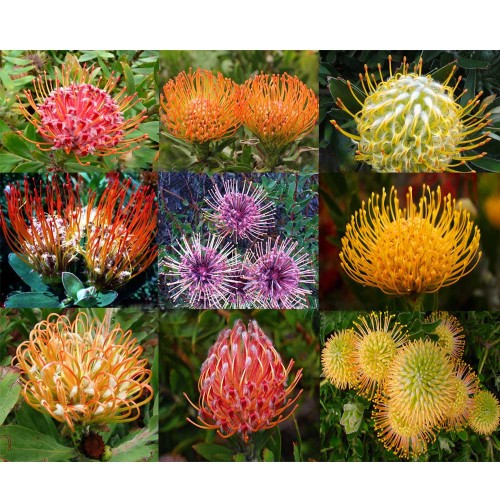 6pcs Leucospermum Seeds Rare plants