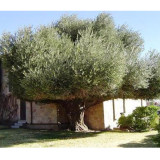 2pcs Olea europaea  Fresh Seed