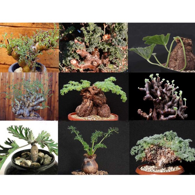 5pcs PELARGONIUM Mix Seeds Rare plants
