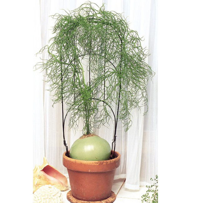 10pcs B0WIEA volubilis Fresh Seed