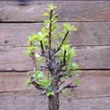 5pcs Fouquieria formosa Fresh Seeds
