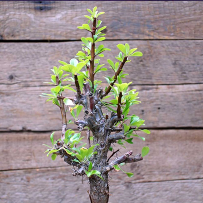 5pcs Fouquieria formosa Fresh Seeds