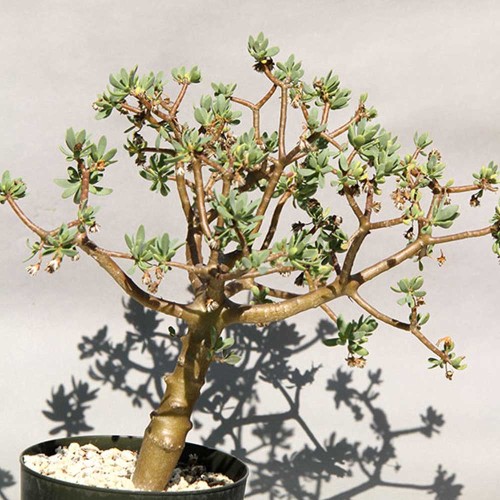 5pcs OTHONNA arbuscula Fresh seeds