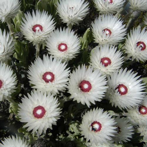 6pcs Protea syncarpha vestita Seeds - Rare South African Shrub - Beautiful Flowers!