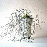 10pcs Schizobasis intricata Fresh seeds