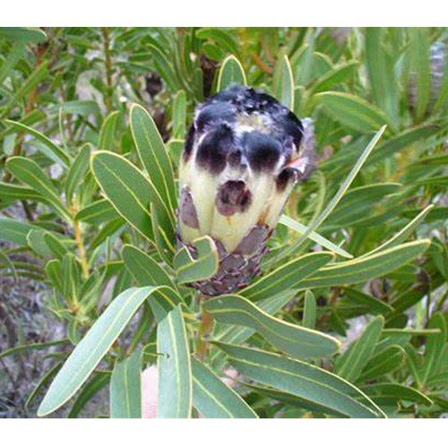 6pcs Protea lepidocarpodendron Seeds - Rare South African Shrub - Cut Flowers