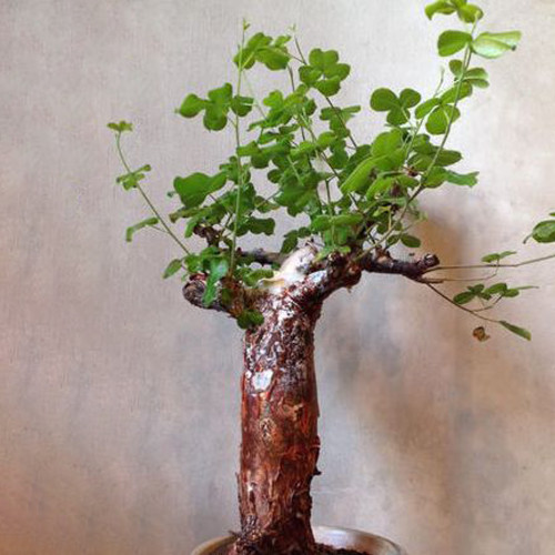5pcs Commiphora edulis Fresh Seed