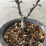 5pcs Fouquieria formosa Fresh Seeds