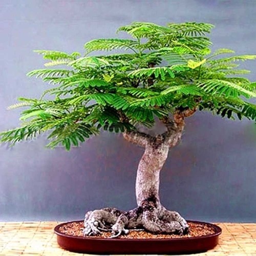 5pcs Delonix regia Fresh Seeds Bonsai plant