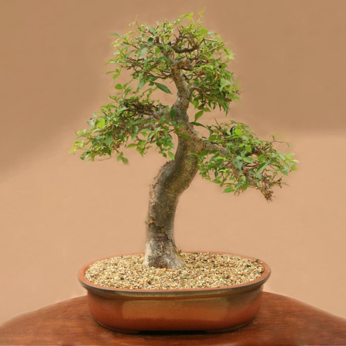 5pcs Commiphora harveyi Fresh Seed