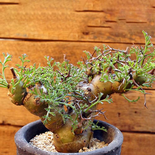 5pcs Pelargonium crithmifolium Seeds Rare plants