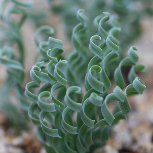 10pcs Albuca concordiana Fresh seeds