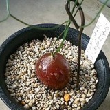 10pcs Schizobasis intricata Fresh seeds