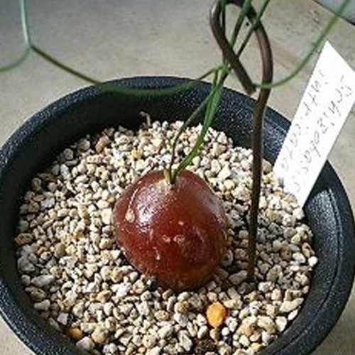 10pcs Schizobasis intricata Fresh seeds