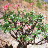 5pcs Pachypodium baronii Fresh Seed