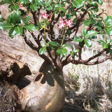 5pcs Pachypodium baronii Fresh Seed