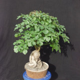 10pcs Cussonia sphaerocephala Fresh Seed