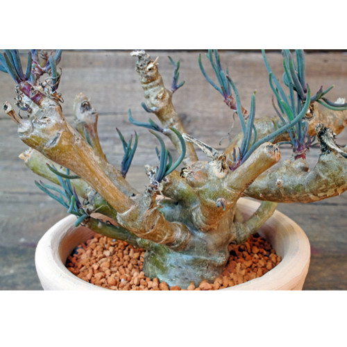 10pcs Othonna protecta Fresh Seed