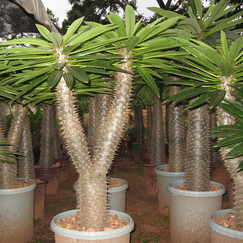 10pcs pachypodium lamerei Fresh Seed