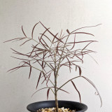 1pcs Cyphostemma mappia Fresh Seed