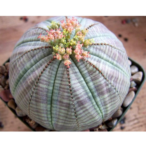 5pcs EUPHORBIA obesa Fresh Seed