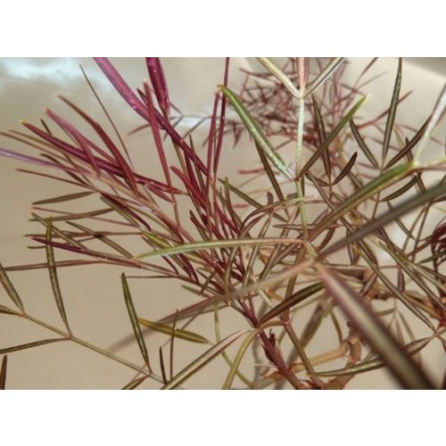 1pcs Cyphostemma mappia Fresh Seed