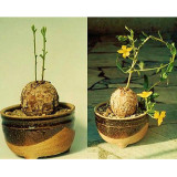 10pcs TALINUM caffra Fresh Seed