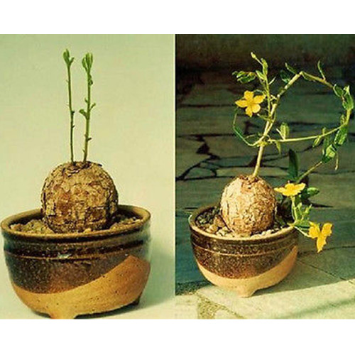 10pcs TALINUM caffra Fresh Seed