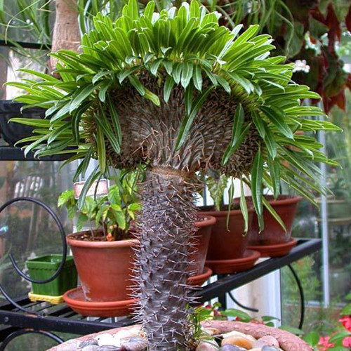 10pcs pachypodium lamerei Fresh Seed