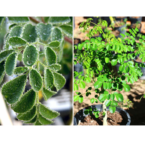 10pcs Moringa oleifera Fresh Seed